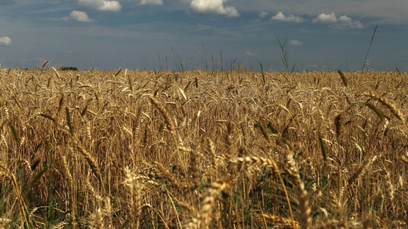 Россия превысила план по закупке зерна в интервенционный фонд