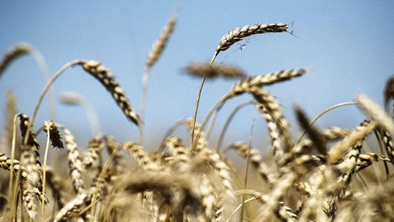 Абрамченко назвала причины мирового продовольственного кризиса
